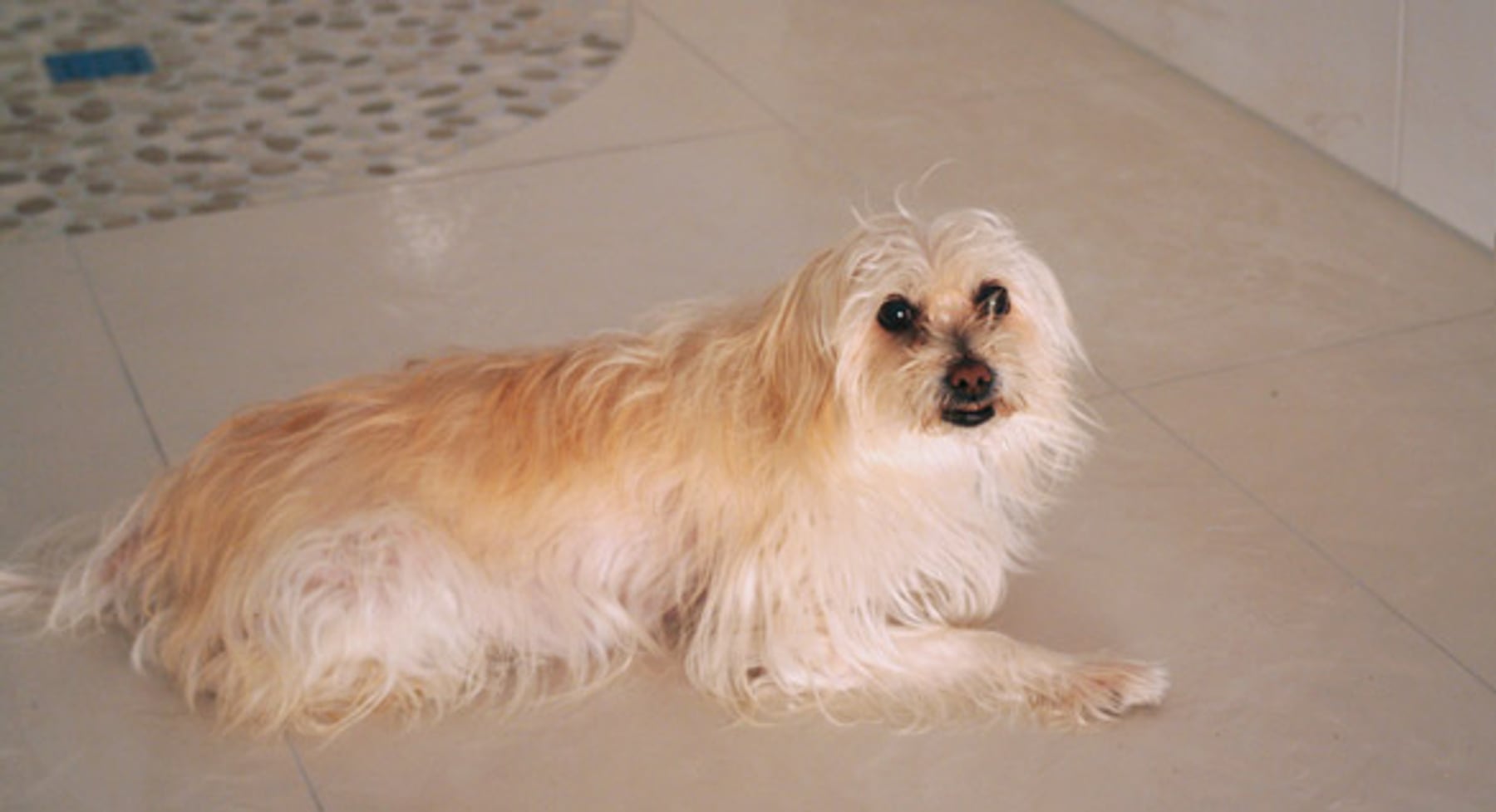Frisch verlegter Fliesenboden – auch der Hund ist begeistert